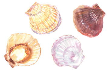 Illustration of scallops drawn with watercolors