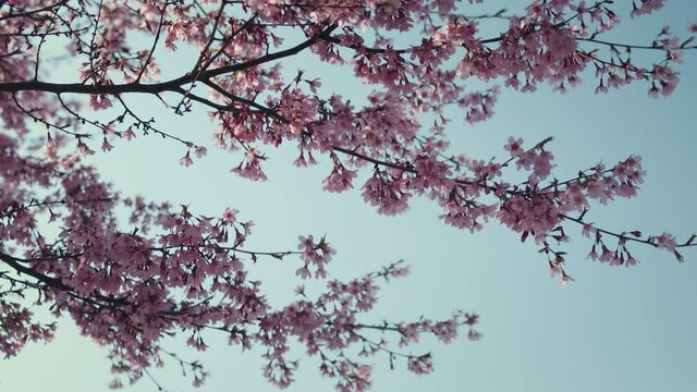 Close-up of lush blooming sakura cherry tree. Sakura flowers on the branches against beautiful blue sky. Pink Sakura (Japanese Cherry Blossom) Trees
