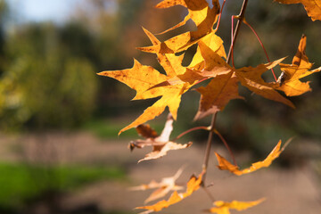 Close-up of yellow leaves outdoors in autumn park