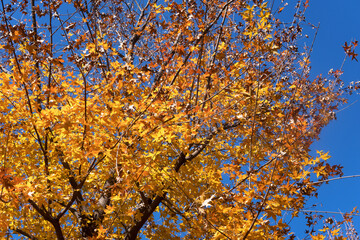Golden leaves on branches under blue sky