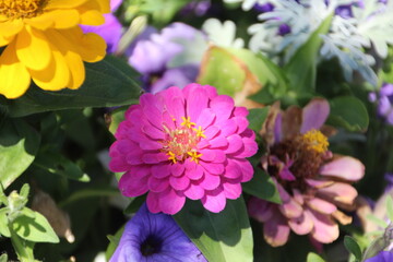 Obraz premium Zinnia In Bloom, William Hawrelak Park, Edmonton, Alberta