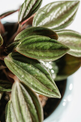 A green house plant and its leaves close-up.