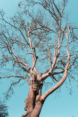 dry tree