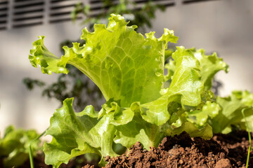 Close-up of young green lettuce in Brazil