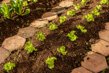 Close-up of young green lettuce in Brazil