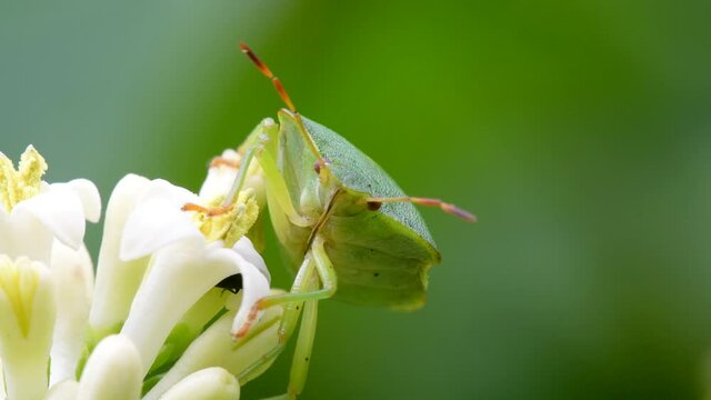 Green Shield Bug or Common Green Shieldbug, Palomena prasina on a white flower