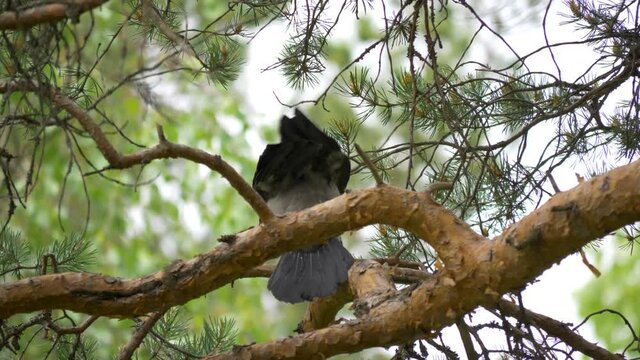 Close up of a crow flapping its wings in a tree in Sweden