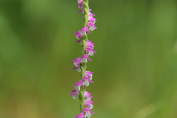 ネジバナのクローズアップ