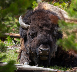 Bison (Bison bison) resting in Yellowstone National Park in May