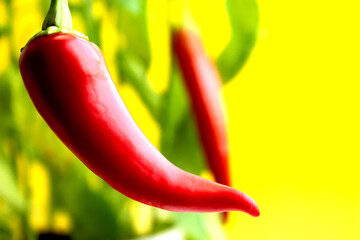Cooking food. Hot seasoning. Pepper pod close up.