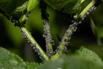 Adult and young leaf aphids on the stems and leaves of a plant