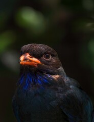 This image shows a beautiful macro portrait of a black bulbul bird.