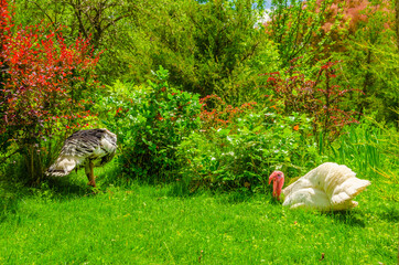 Turkeys walk on the grass in the park.