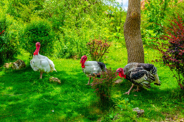 Turkeys walk on the grass in the park.