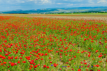 A field with red field poppies on the background of mountains and blue sky.