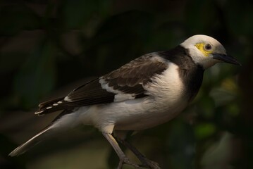 This photograph showcases a side view of a beautiful wild black-collared starling (Gracupica nigricollis) with yellow eyes perched on a branch.