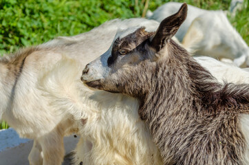 A herd of domestic goats in the summer on the street.