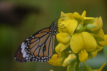 monarch butterfly on yellow flower