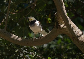 This photograph shows a wild black-collared starling (Gracupica nigricollis) perched on a branch, enjoying a shaded retreat from the sun. 