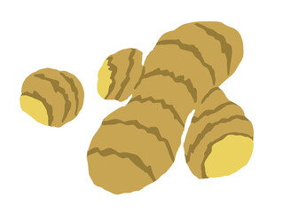 ショウガ　ベクターイラスト