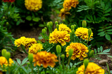 農業公園のマリーゴールド