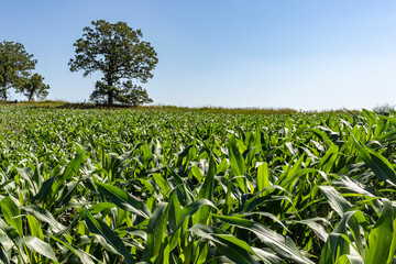A corn field with a large oak tree and blue sky in the background.