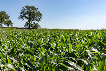 Fototapeta na wymiar A corn field with a large oak tree and blue sky in the background.