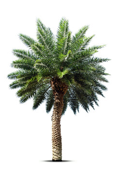 Palm tree isolated on white background, Clipping path included.