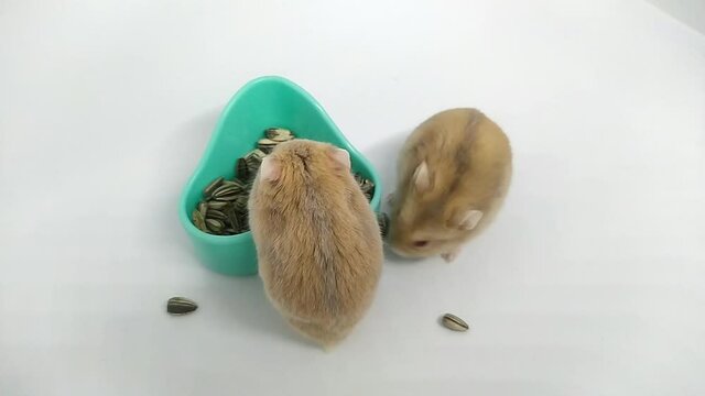 Hamsters eat sunflower seeds on a white background