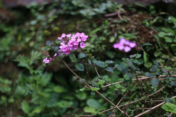 flowers in the forest
