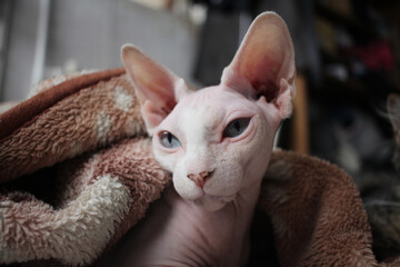 bald cat sphinx basks under the blanket pet pet