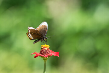 A beautiful Butterfly that absorbs red flower nectar 