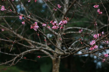 sakura flowers of a tree