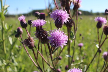 bright pink flowers prickly weeds with thorns in the grass burdock