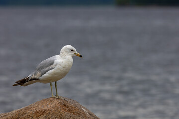 Fototapeta na wymiar Seagull stands on a rock in front of water