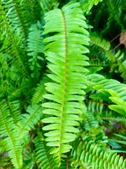 fern leaves