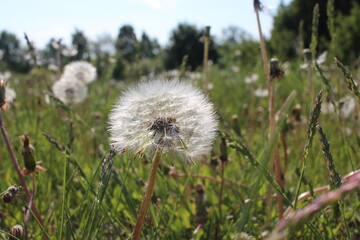 white flowers dandelions fluffy round with flying seeds in summer