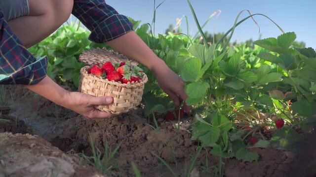 Woman farmer hands collect organic strawberries into basket. Collection of fresh organic strawberries. Strawberry bushes on a farm field