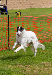 Borzoi running in lure coursing