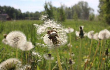 white flowers dandelions fluffy round with flying seeds in summer