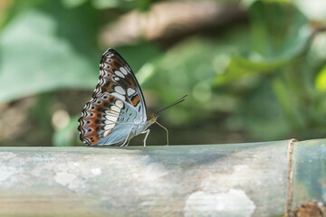 A resting butterfly