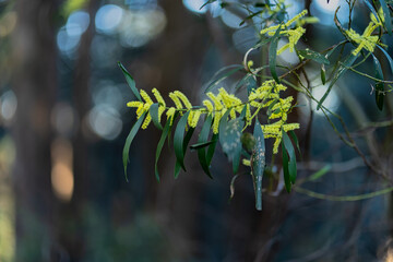 A small bunch of Sydney Golden Wattle hangs in the air from a tree branch.
