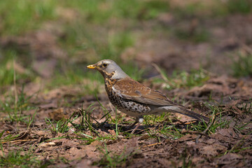 A cute fieldfare bird walks on last year's foliage in a city park.The fieldfare looking for food in early spring day. Hunting bird.