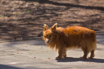 A cute dog is walking in the city park area. Sunny day. Pet. Blurred background. Close-up.