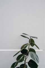 Plants minimalism in room