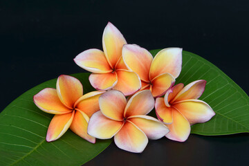 Fototapeta premium Frangipani flowers with leaves on black background
