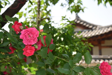 pink roses in a garden