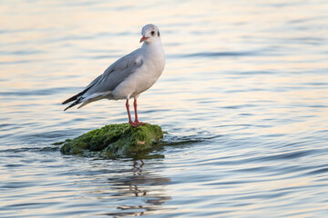 Seagull sits on stone cliff at the sea shore