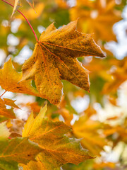 Maple branches with yellow leaves in autumn, in the light of sunset.