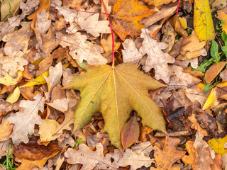 Orange and yellow fallen maple leaves in the sunlight.
